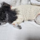 클레망 | 편안해서 매일 입히는 강아지옷 오로르클레망 실내복 후기