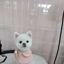 뭉치펫 | 여수가위컷전문애견샵 뭉치펫 애견미용 후기