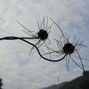산달래 이미지