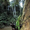 뿔들의 섬 이미지