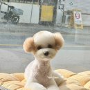 동글댕글 | 진건애견미용 댕글애견미용 사릉애견미용 진건사릉애견미용샵 진건강아지미용 사릉강아지미용 남양주...
