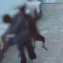 나무애견유치원 이미지