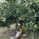 재님농장 | 서귀포 감귤체험 느영나영농장 2월 끝물 방문 후기 (체험비용, 운영시간)