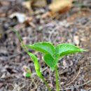 숲속에향기 이미지