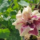(주)하나마이 네이버블로그
