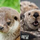 해달 이미지