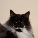 블루드라이어드 이미지