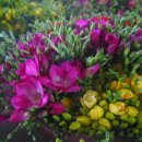 후리지아 이미지