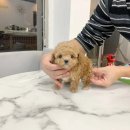 빼로독 강아지분양 의정부본점 이미지