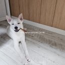 네츄럴이엑스 | 강아지 한우 불리스틱 소형 후기 네츄럴이엑스불리스틱