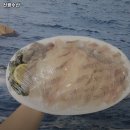 원터로 118번길 | 수진역 맛집 신광수산 추천메뉴가격영업시간리뷰주차