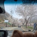 대한반려동물 영농조합법인 | 부산근교 기장 애견동반 벚꽃명소 분위기 좋은 느좋 대형 카페 웨스턴챔버 +꿀팁