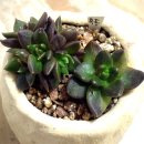 금은농장 이미지