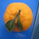 짱바이크