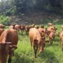 황소축산 이미지