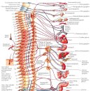 자율신경계[ 自律 神經, autonomic nerve ] 이미지