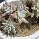 환성농장 이미지