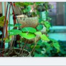 장어대가 이미지