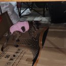 화승종합동물병원 이미지