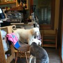 하늘하개 이미지