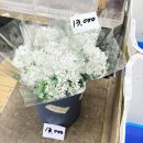 최신꽃화원 | 양재화훼단지 최신 방문 후기 양재꽃시장 꽃다발 화분 영업시간 크리스마스꽃 트리 종류
