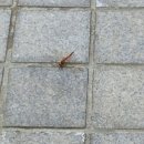 고추잠자리 이미지
