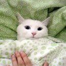 자장자장