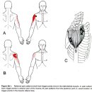 삼각근 (Deltoid muscle) 이미지