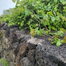 자현 민박 이미지