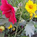 안양감리교회 이미지