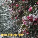 제주신공항부동산공인중개사사무소 | 제주 김녕해수욕장인근 건축지 (소자본 급매)