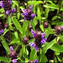 산과 들의 약용식물 이미지