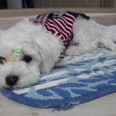 핫DOG 이미지