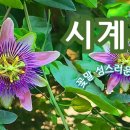 flowerstory