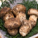 고산참송이버섯 이미지