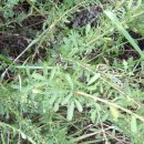 ◈ 본초도감 - 천연 비아그라 야관문(비수리) 이미지