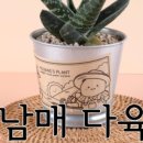 남매다육 네이버블로그