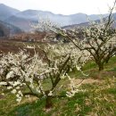 순천향매실마을 이미지