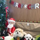 오프독 반려견 종합교육문화센터 이미지