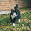 산책하는 고양이 이미지