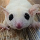 로던트클럽 이미지