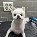 아프지말게 동물병원 이미지