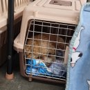 해피독 트레이닝스쿨 이미지