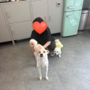 까까줄개 이미지