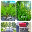 제주키즈풀빌라 나무와 아이 이미지