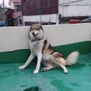 레레 이미지