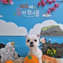 미용오개 애견미용실 영등포점 | 신길동애견미용 포근포근에서 차분하게 받은 반려견 케어 후기^^