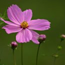 모어그린 이미지