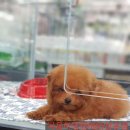 야옹아멍멍해봐 장유점 이미지