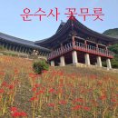 (주)세기운수 | 부산 9월 꽃무릇(상사화)이 아름다운 절 사상구 운수사 꽃무릇 실시간 개화 상황과 서낙동강 선셋